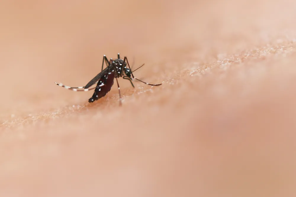 Virtually Mosquito Free! at Kinbasket Lake Resort